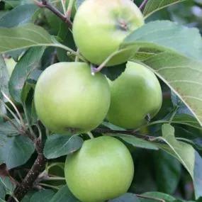 Greensleeves Apple (Malus domestica Greensleeves) Img 3
